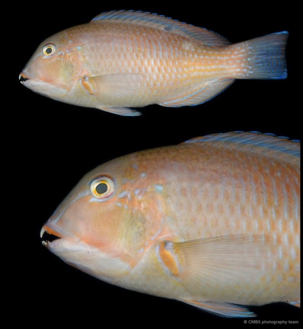 Choerodon schoenleinii