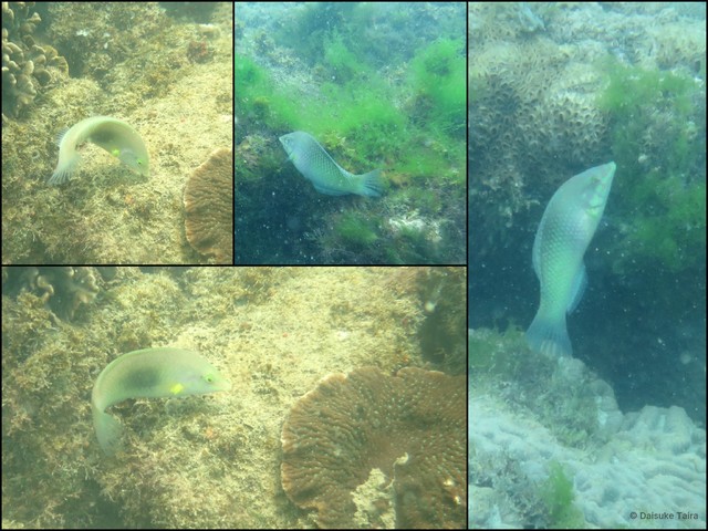 Halichoeres chloropterus