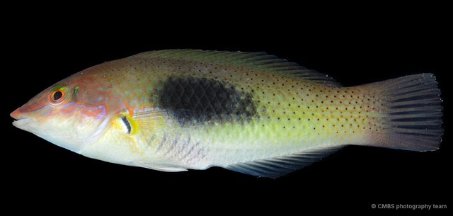 Halichoeres chloropterus • © CMBS photography team • All Rights Reserved