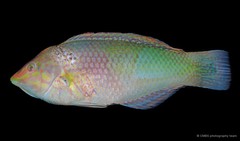 Halichoeres chloropterus • © CMBS photography team • All Rights Reserved