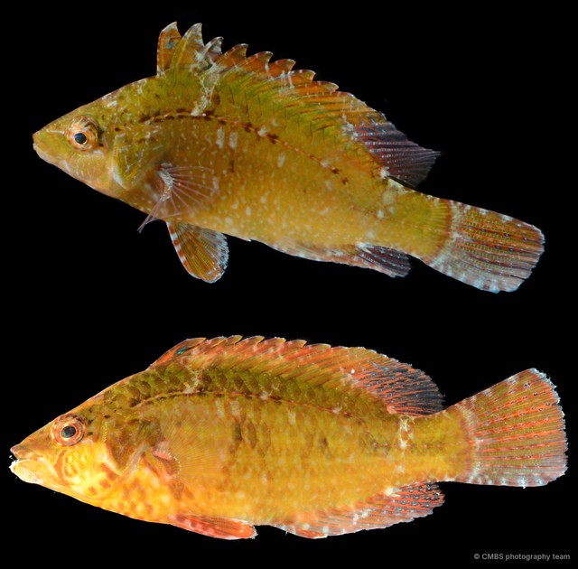 Pteragogus sp. "SS-4836" • © CMBS photography team • All Rights Reserved