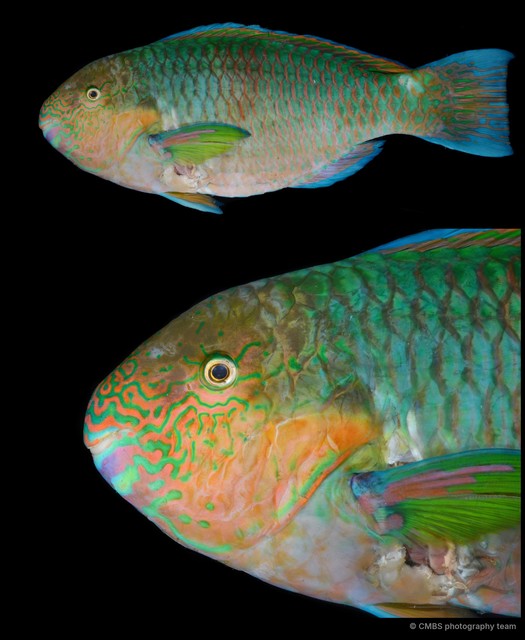 Scarus rivulatus • © CMBS photography team • All Rights Reserved