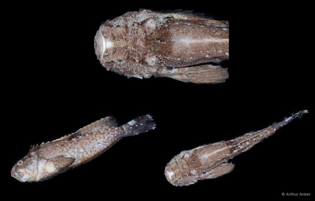 Uranoscopidae sp. "0326DR2" • © Arthur Anker • All Rights Reserved