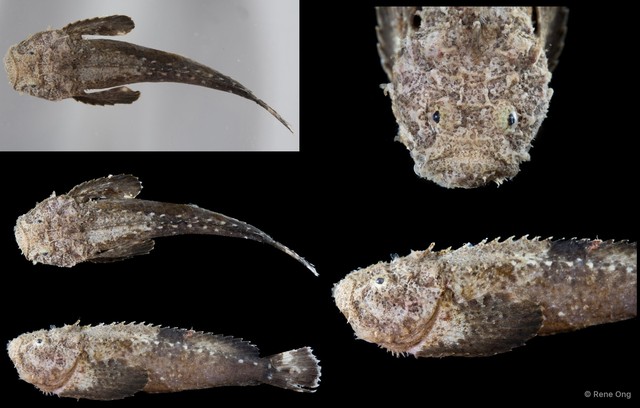 Uranoscopidae sp. "SEA-5712" • © Rene Ong • All Rights Reserved