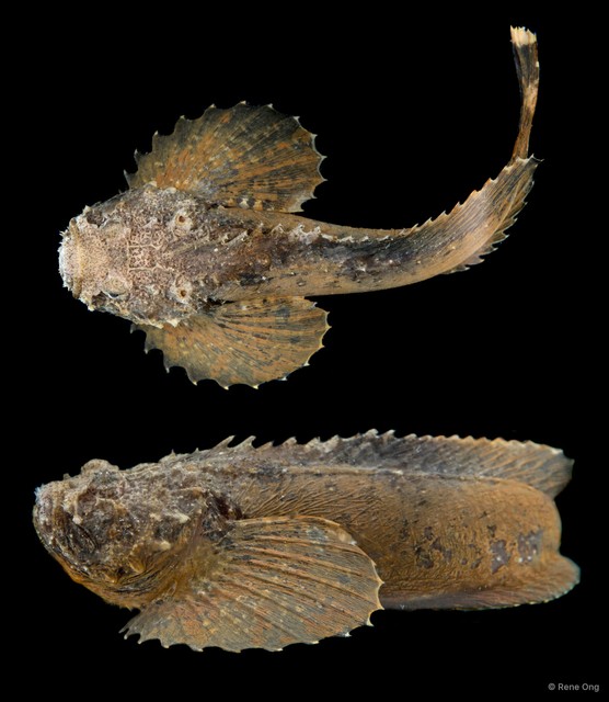 Uranoscopidae sp. "SEA-7217" • © Rene Ong • All Rights Reserved
