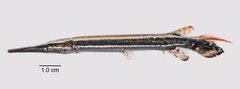 Lepisosteus oculatus Winchell, 1864