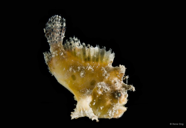 Antennariidae sp. "SEA-2637" • © Rene Ong • All Rights Reserved