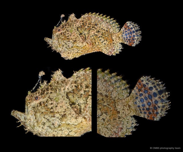Antennariidae sp. "SS-1443" • © CMBS photography team • All Rights Reserved