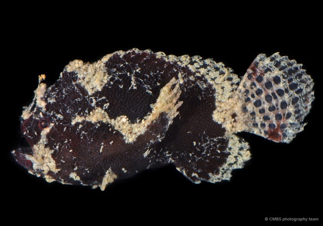 Antennariidae sp. "SS-1444" • © CMBS photography team • All Rights Reserved