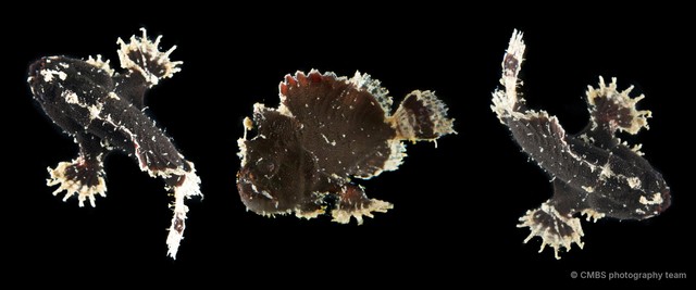 Antennariidae sp. "SS-1902" • © CMBS photography team • All Rights Reserved