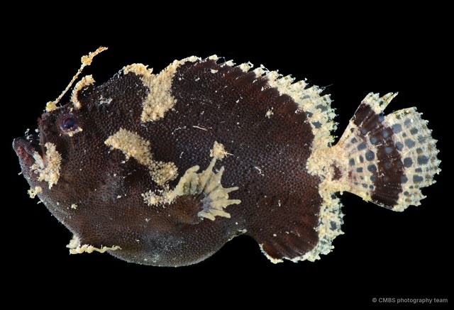 Antennariidae sp. "SS-3178" • © CMBS photography team • All Rights Reserved