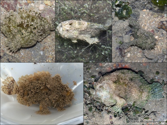 Lophiocharon trisignatus