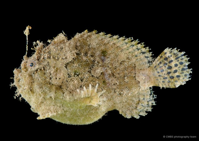 Lophiocharon trisignatus • © CMBS photography team • All Rights Reserved