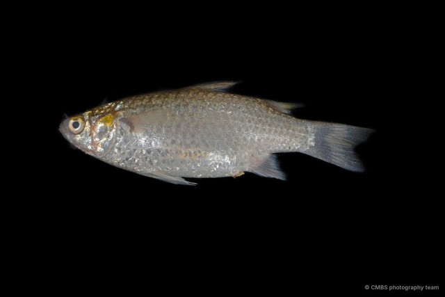 Mugilidae sp. "a0e2a777" • © CMBS photography team • All Rights Reserved