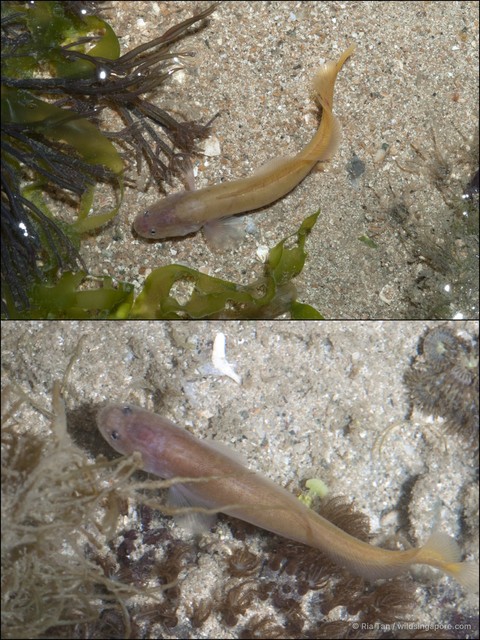 Dinematichthys iluocoeteoides • © Ria Tan • All Rights Reserved