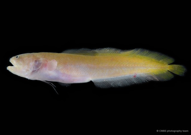 Ungusurculus riauensis • © CMBS photography team • All Rights Reserved