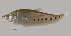 Chitala ornata