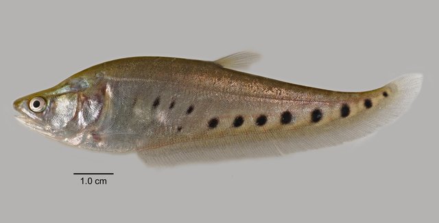 Chitala ornata • © Yi Youguang • All Rights Reserved