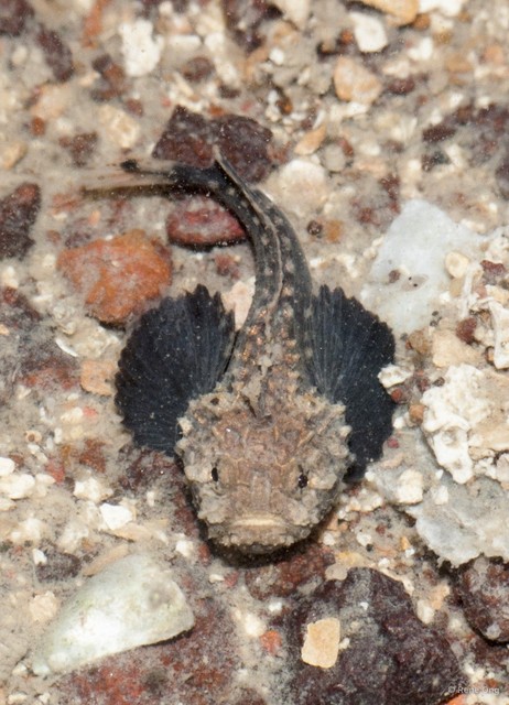 Scorpaenoidei sp. "52cec0a0" • © Rene Ong • All Rights Reserved