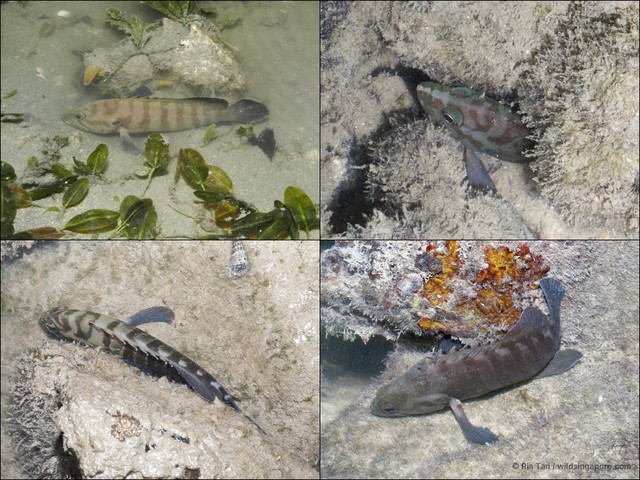 Cephalopholis boenak