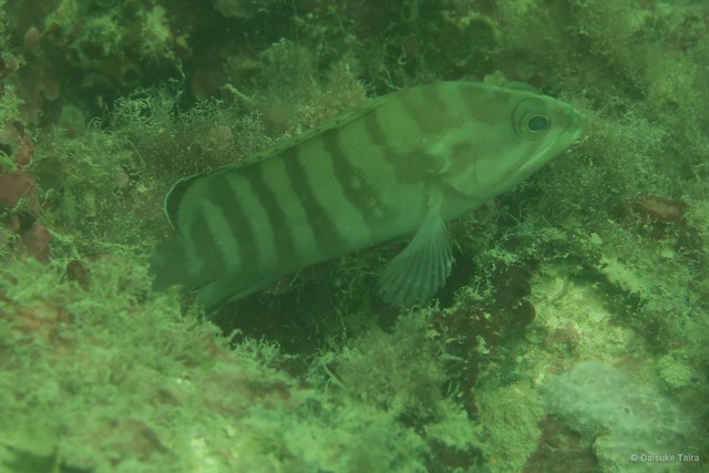 Cephalopholis boenak