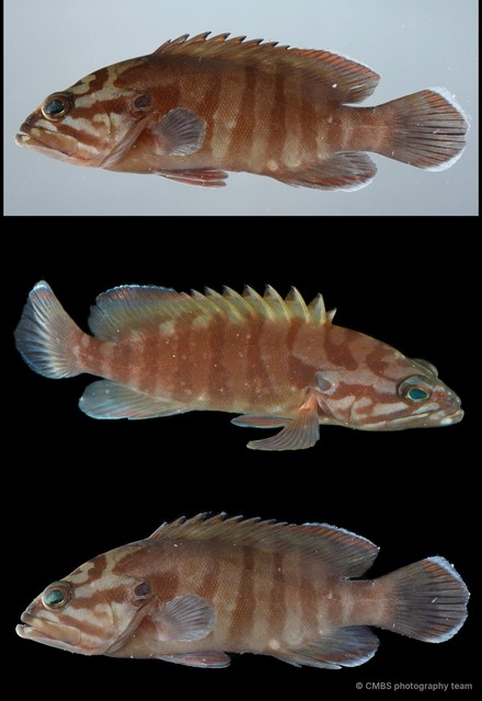 Cephalopholis boenak • © CMBS photography team • All Rights Reserved