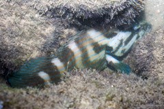 Cephalopholis formosa • © Ria Tan • All Rights Reserved