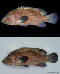 Cephalopholis formosa • © CMBS photography team • All Rights Reserved