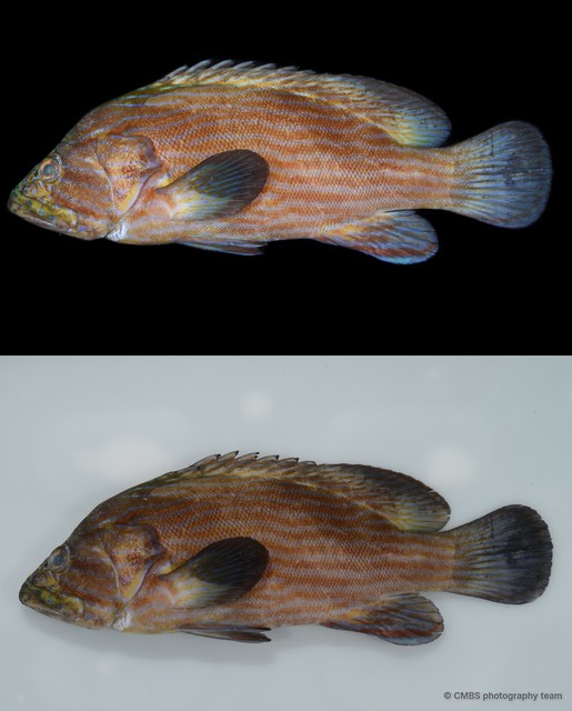 Cephalopholis formosa • © CMBS photography team • All Rights Reserved