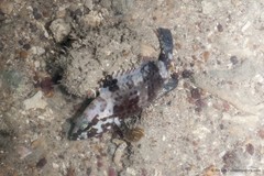 Epinephelus coioides (Hamilton, 1822)