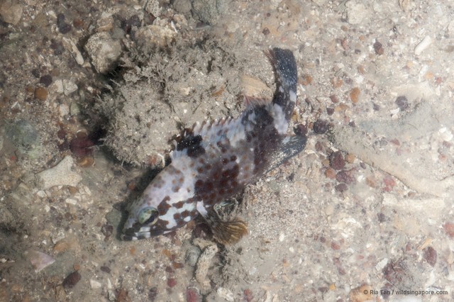 Epinephelus coioides • © Ria Tan • All Rights Reserved