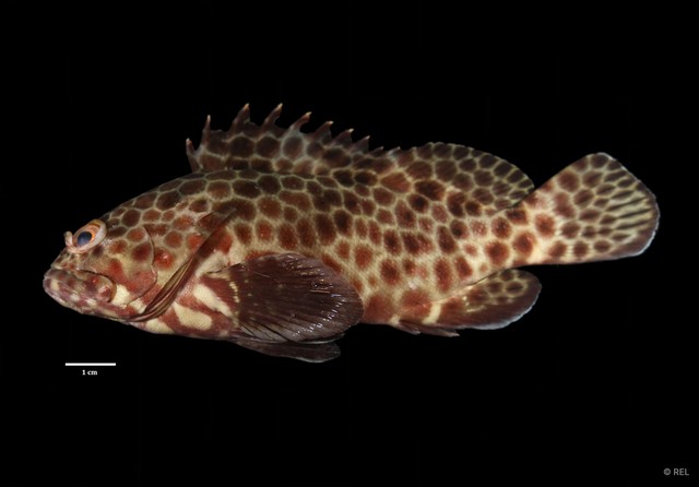 Epinephelus quoyanus • © REL • All Rights Reserved