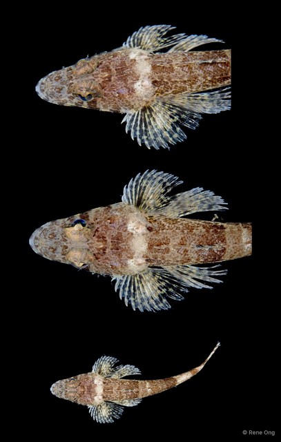 Platycephalidae sp. "5514TB1-002" • © Rene Ong • All Rights Reserved