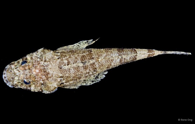 Platycephalidae sp. "5517TB1-001" • © Rene Ong • All Rights Reserved