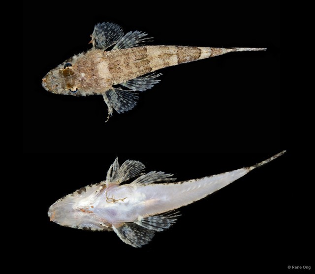 Platycephalidae sp. "SEA-2628" • © Rene Ong • All Rights Reserved