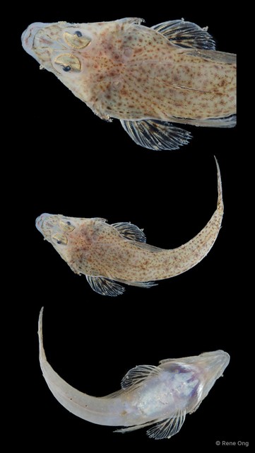 Platycephalidae sp. "SEA-7214" • © Rene Ong • All Rights Reserved