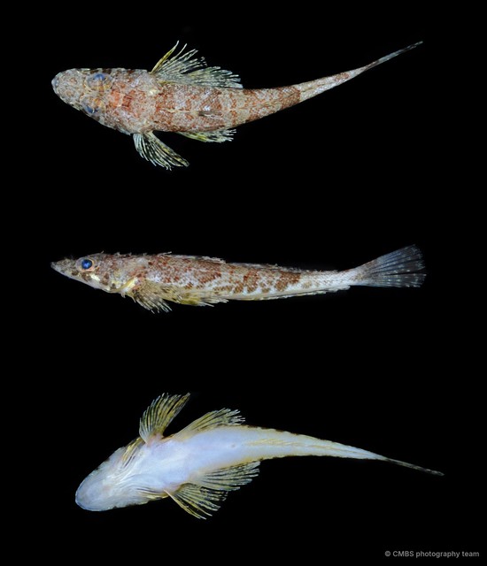 Platycephalidae sp. "SS-0699" • © CMBS photography team • All Rights Reserved