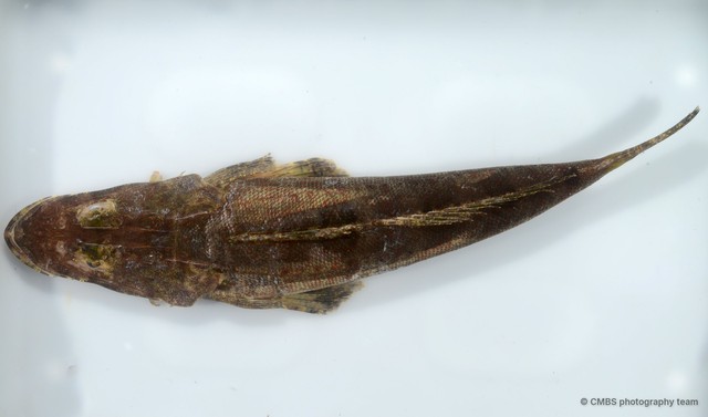 Platycephalidae sp. "SS-3149" • © CMBS photography team • All Rights Reserved