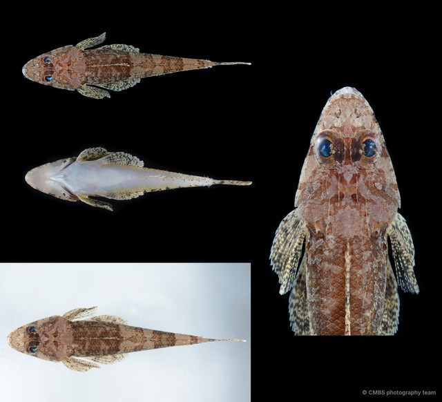 Platycephalidae sp. "SS-4469" • © CMBS photography team • All Rights Reserved