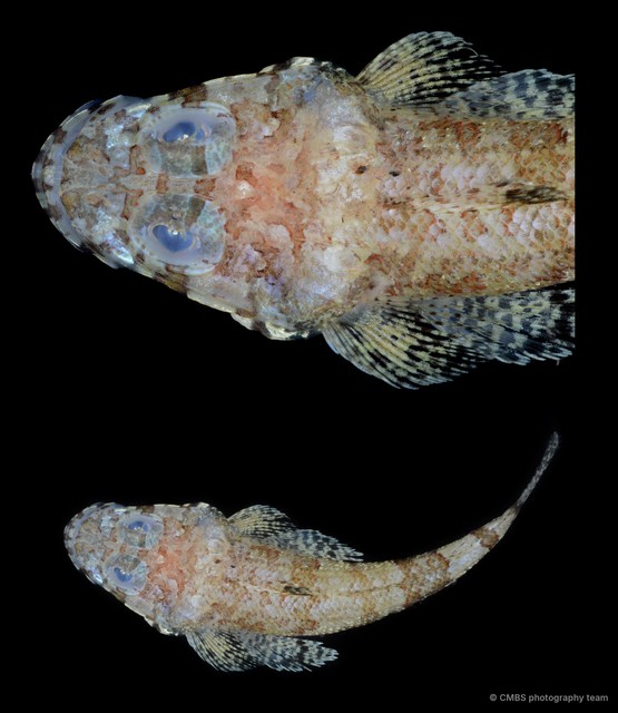 Platycephalidae sp. "TB28" • © CMBS photography team • All Rights Reserved