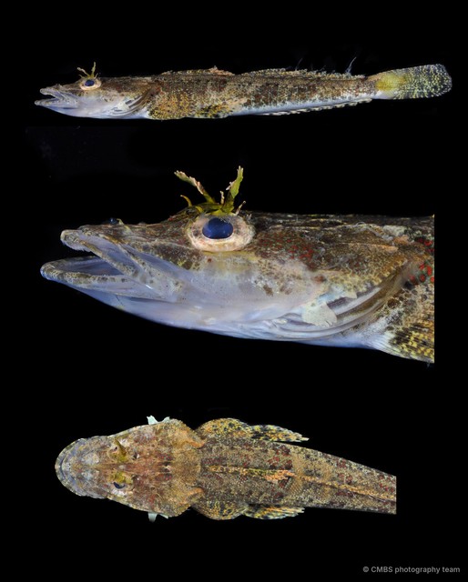 Cymbacephalus sp. "JS-1361" • © CMBS photography team • All Rights Reserved
