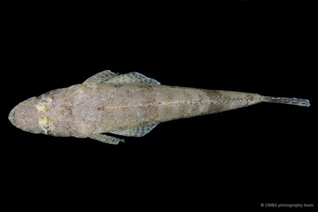 Inegocia sp. "JS-0365" • © CMBS photography team • All Rights Reserved