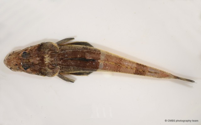 Inegocia sp. "JS-1230" • © CMBS photography team • All Rights Reserved