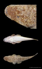 Platycephalus indicus • © CMBS photography team • All Rights Reserved