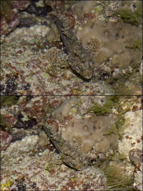 Scorpaenidae sp. "2" • © Rene Ong • All Rights Reserved