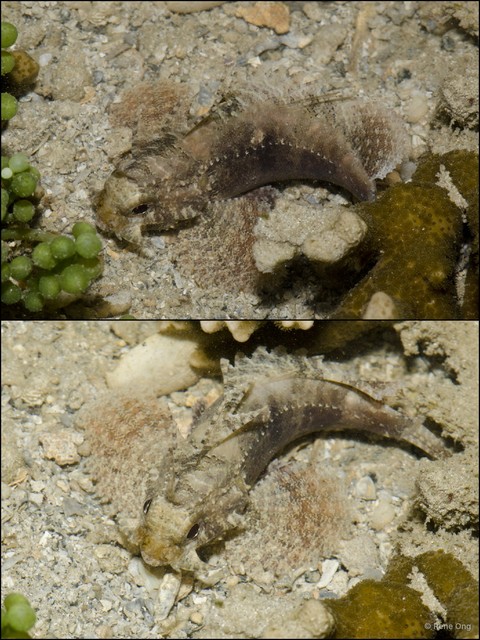 Scorpaenidae sp. "3" • © Rene Ong • All Rights Reserved