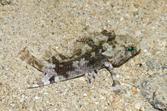 Scorpaenidae sp. "4" • © Rene Ong • All Rights Reserved