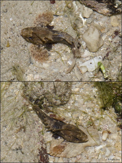 Scorpaenidae sp. "5" • © Rene Ong • All Rights Reserved