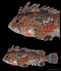 Paracentropogon longispinis • © CMBS photography team • All Rights Reserved