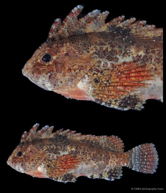 Paracentropogon longispinis